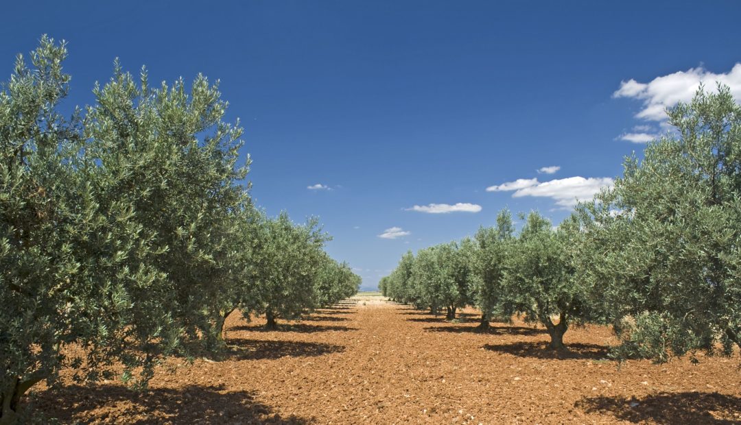Oliveiras plantadas em fileiras com espaçamento entre elas. Na foto estão presentes árvores de caule curto e copa volumosa com folhagem verde.