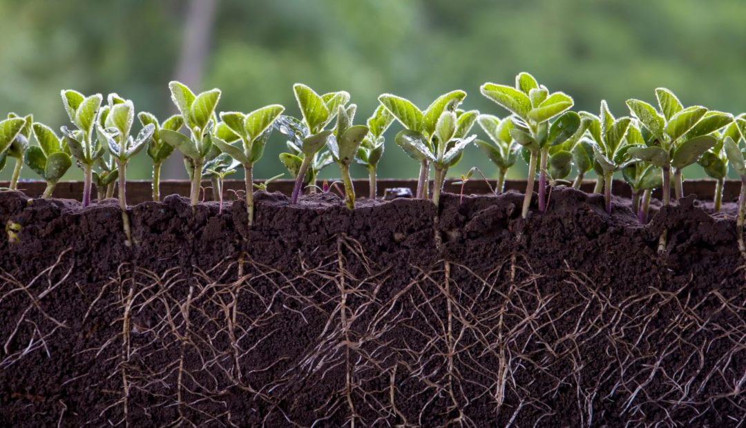 Solo com plantação de soja e exposição da profundidade das raízes dessas plantas