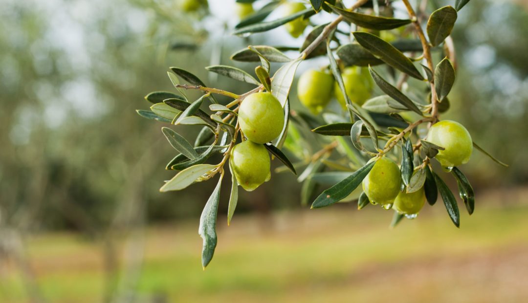 Oliveiras: aprenda como plantar e cultivar azeitonas