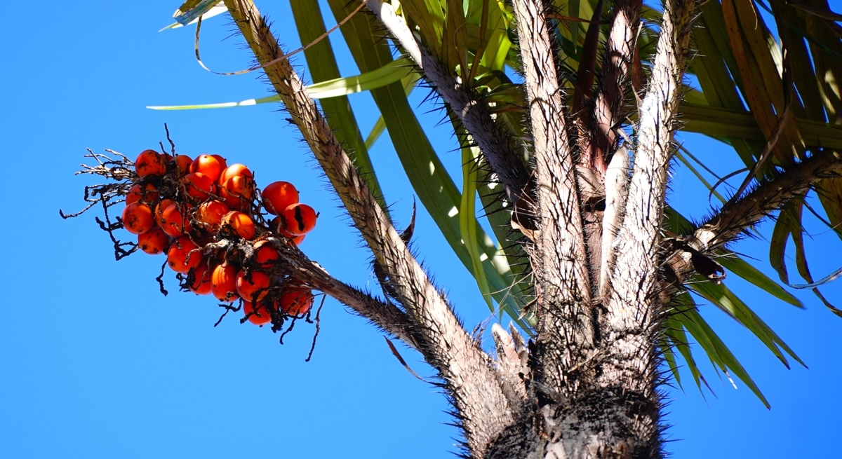 Tucumanzeiro, com seu caule coberto por espinhos, e seus frutos em tom de laranja e em cachos.