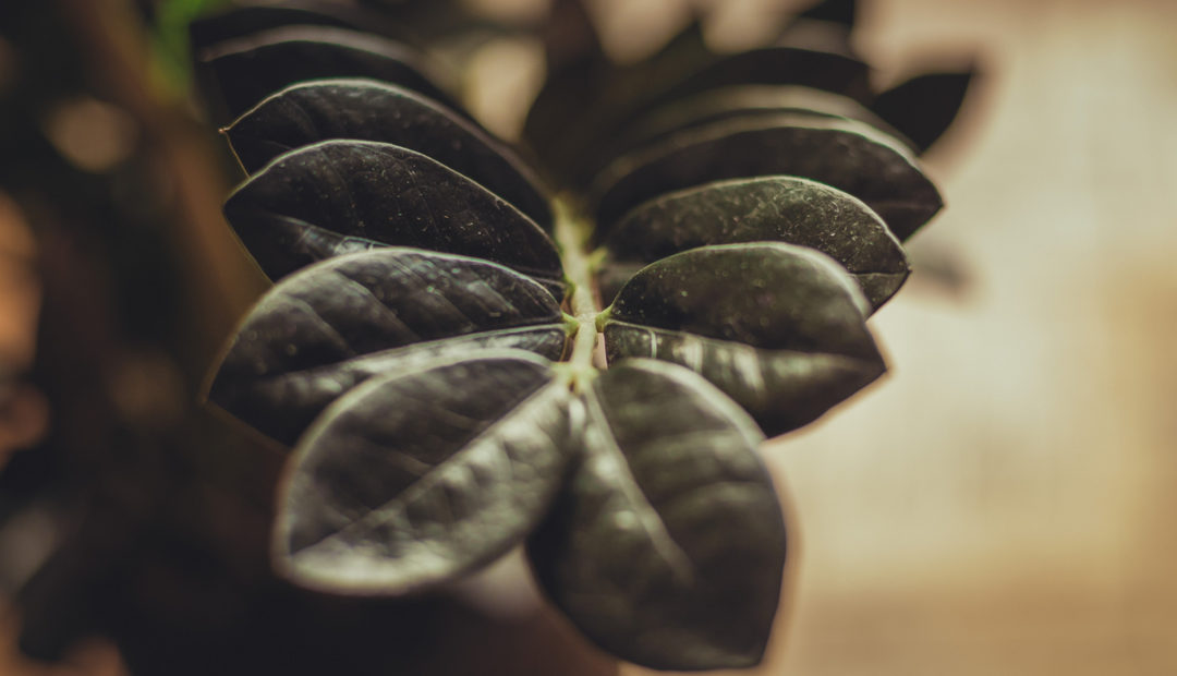 Exemplar da planta zamioculca black, com foco nas folhagens de coloração negra
