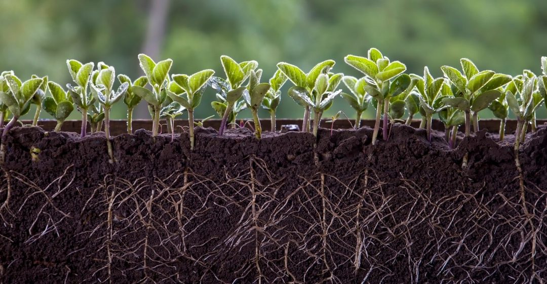 Mudas de soja germinando uniformidade devido a qualidade das sementes