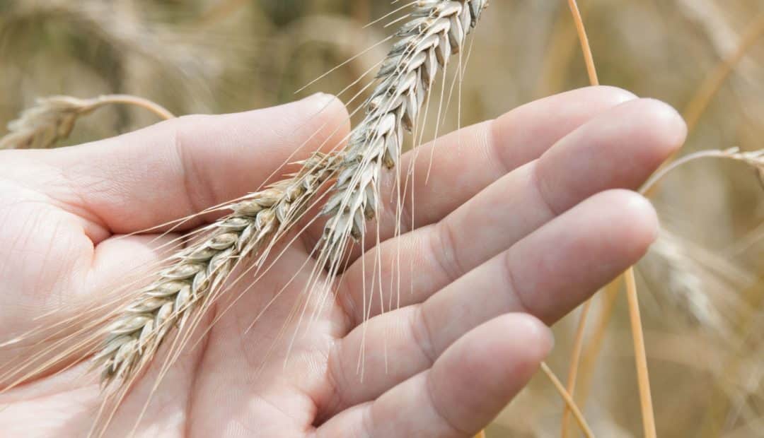 Triticale: quais suas vantagens para o cultivo e como começar