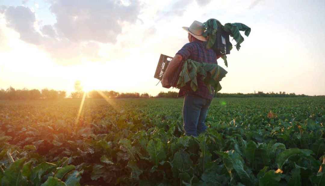 Homem em meio à plantação, carregando caixas pretas contendo plantas colhidas. Ao fundo, pôr do sol.