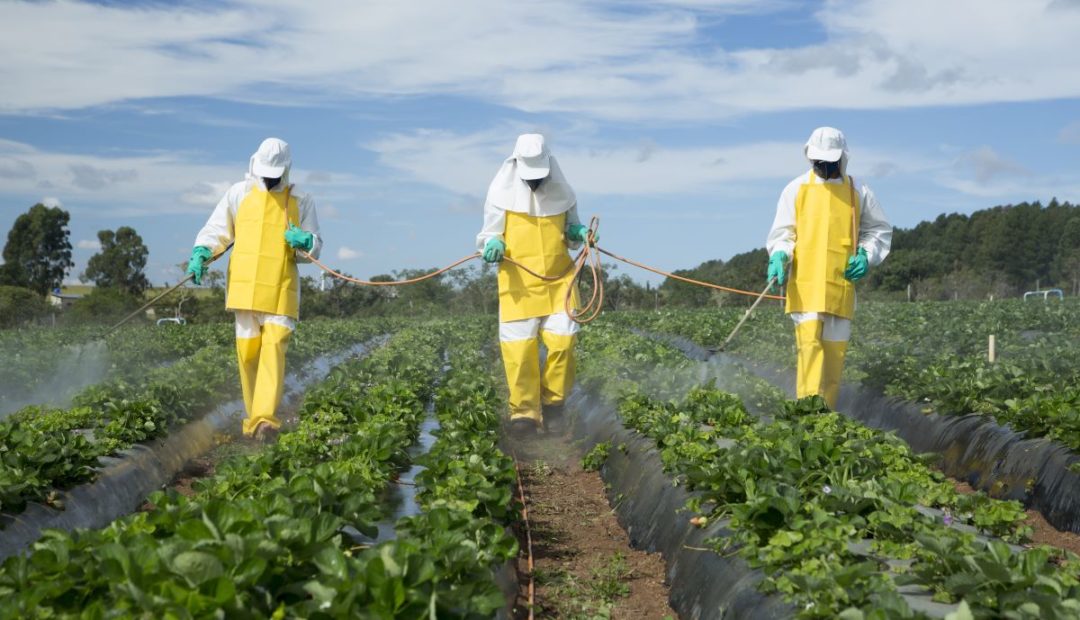 Homens aplicando agrotóxicos em plantação manualmente. Estão utilizando equipamentos de proteção individual para o exercício da atividade: avental, touca árabe, máscara, e luvas e botas impermeáveis.