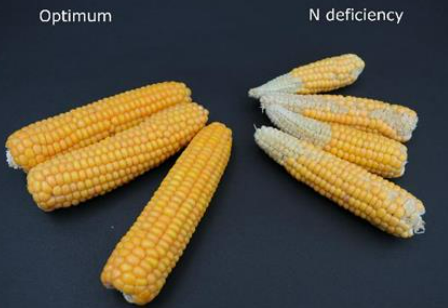 Na esquerda espigas oriundas de plantas com quantidade de nitrogênio adequada, na direita espigas de plantas com a presença de deficiência de nitrogênio