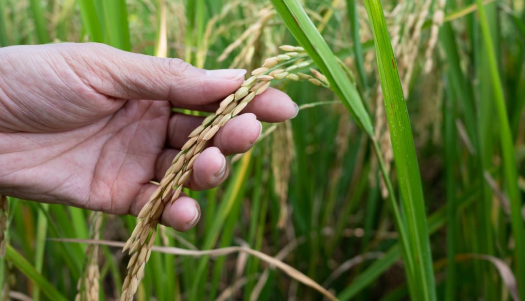 Principais doenças do arroz: identificação, sintomas e controle