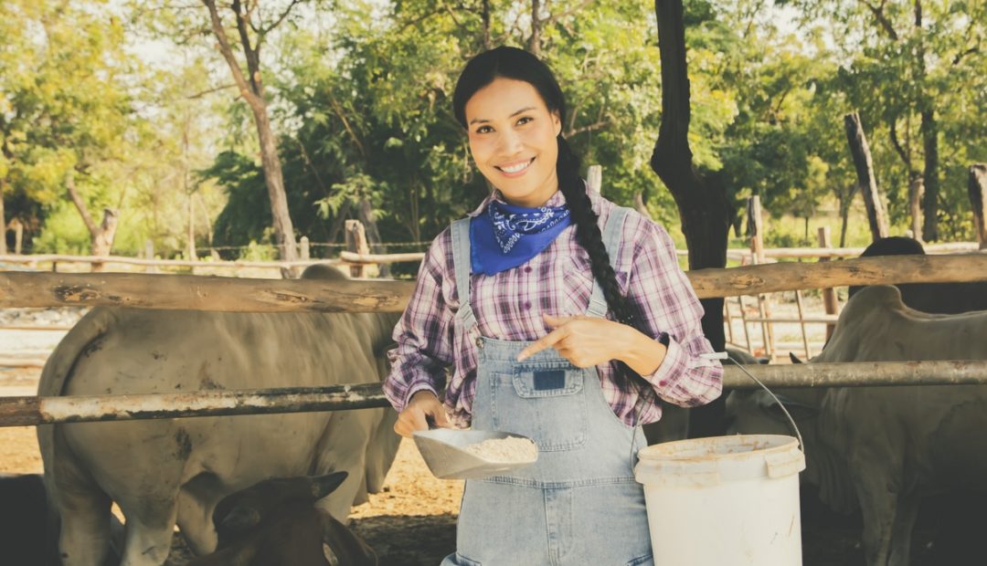Conheça a importância dos probióticos na dieta dos bovinos