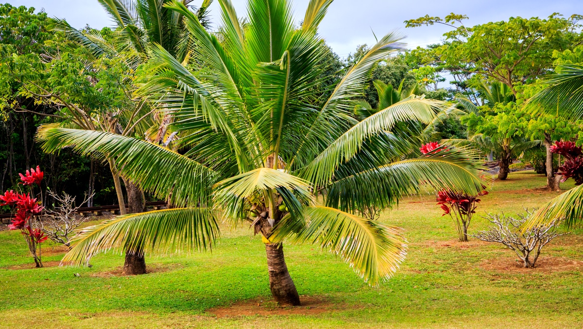 Coqueiro em destaque em meio a outras plantas de folhagens verdes e avermelhadas.