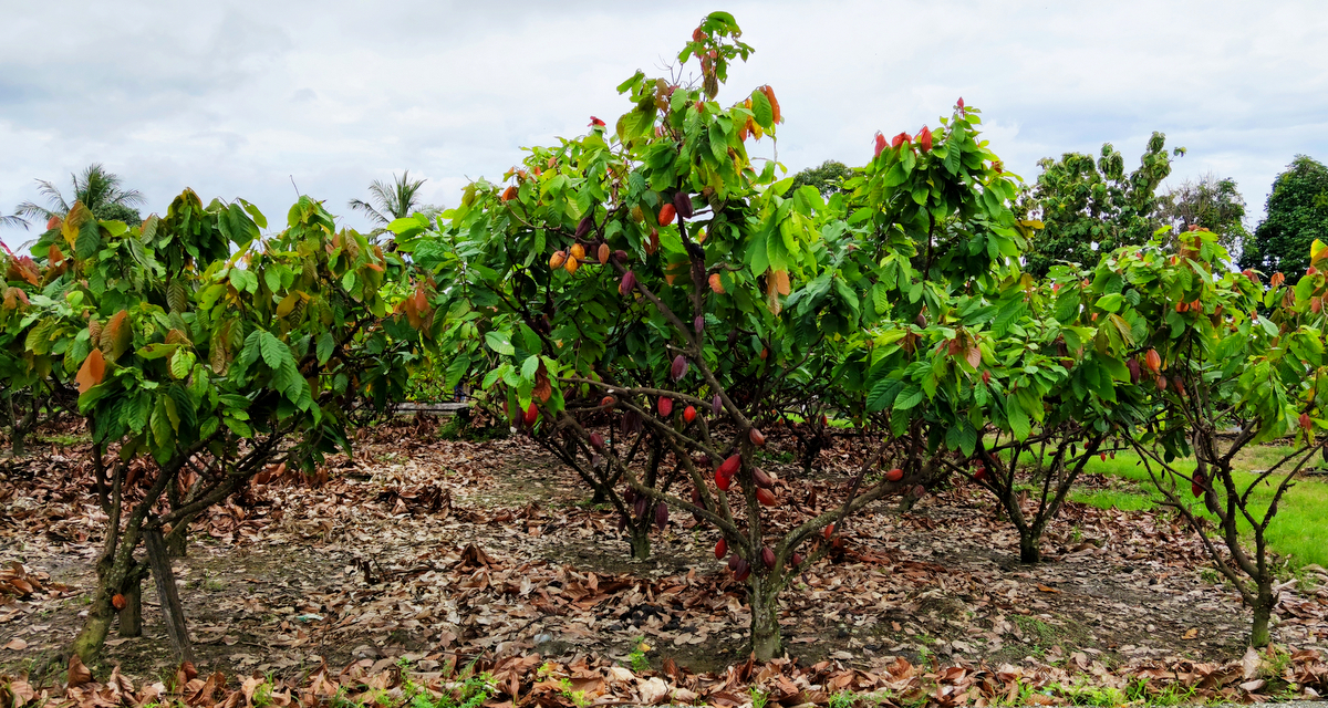 Cultivo de cacaueiros. As plantas apresentam caules finos ramificados com folhas verdes e furtos avermelhados.