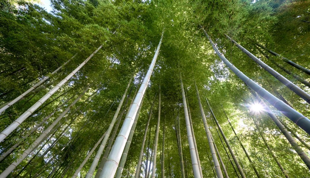 Bambu: como fazer o plantio e principais características