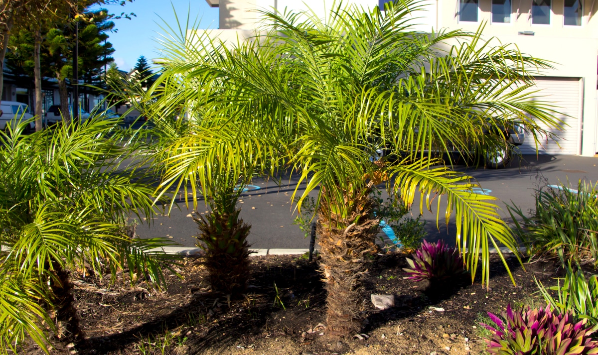 Palmeiras Fênix plantadas em jardim com outras plantas de coloração verde e roxa ao redor. Ao fundo, residência de cor clara.