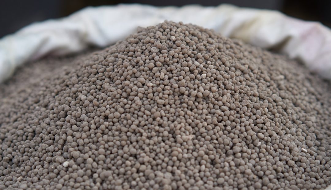 Fósforo: funções nas plantas e como aproveitar este nutriente no solo