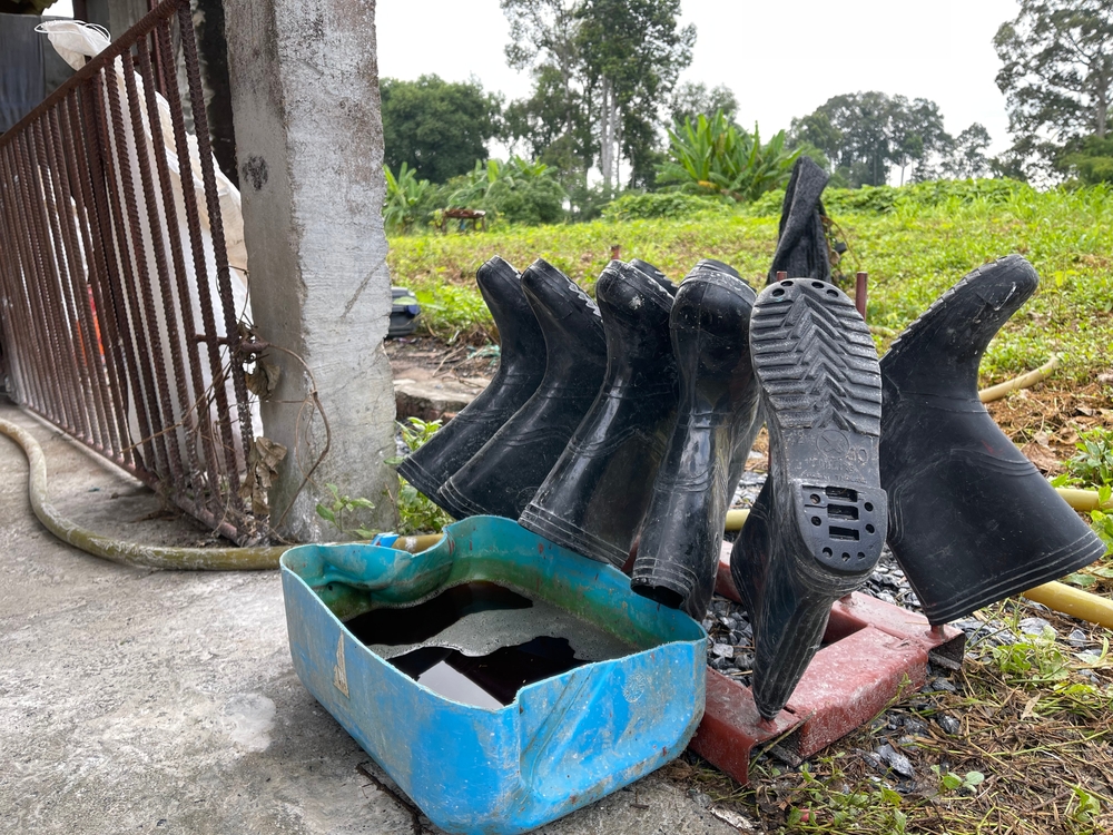 Galochas e iodo disponíveis na entrada da granja para garantir a sanidade dos animais.