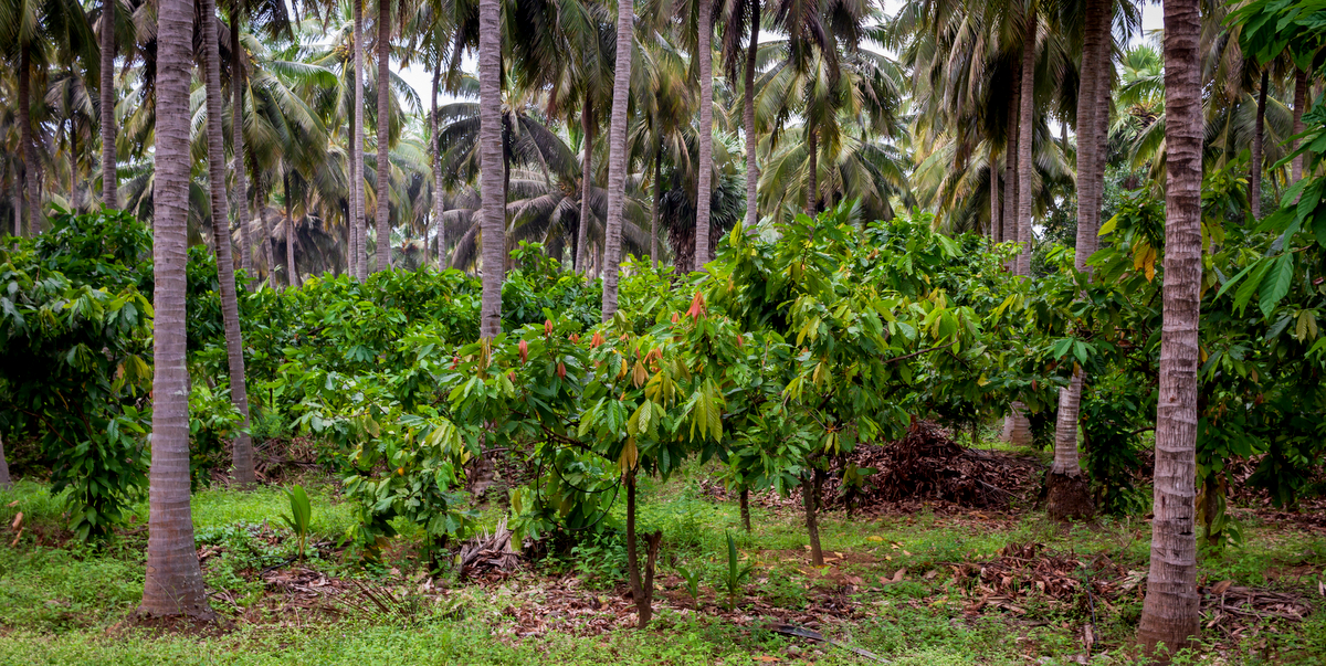 Cacaueiros em meio a demais árvores mais altas que fazem sombra para o seu crescimento.