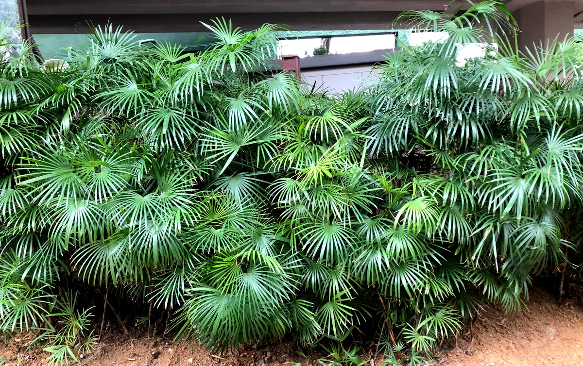 Cultivo de palmeira Ráfis, com as suas folhas verdes e espalmadas à mostra.