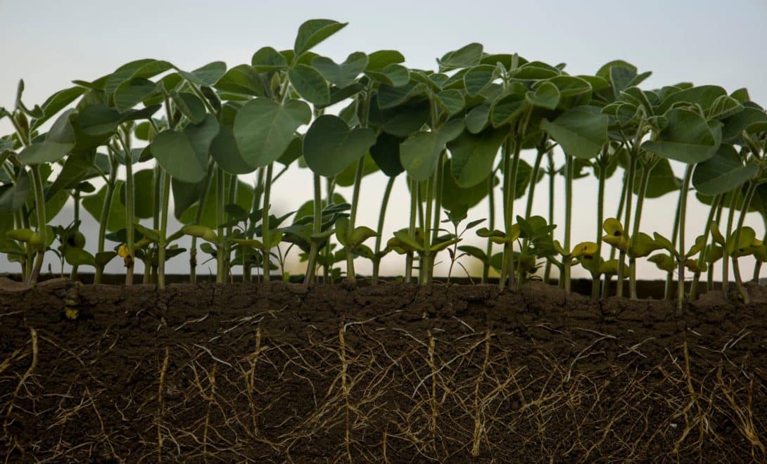 Cultura de soja com perfil de solo, expondo raízes das plantas.