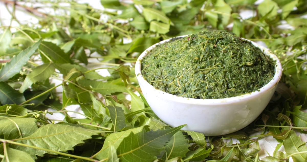 Pasta feita com as folhas de neem em tigela branca cercada por folhas e ramos da planta.