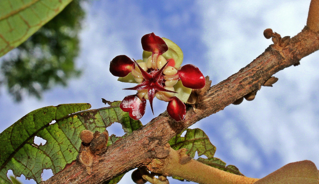Flor de cupuaçuzeiro, nas cores vermelhe e branca, em galho com folhas verdes.