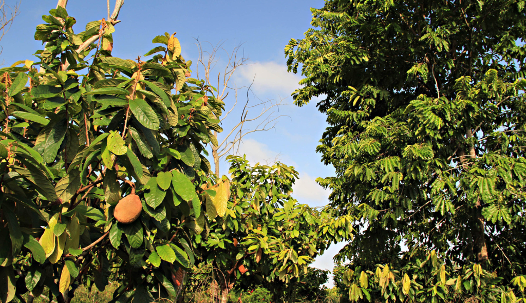 Cupuaçu na árvore em sistema agroflorestal. A foto foi tirada de baixo para cima, com visão para as folhagens verdes e céu azulado logo acima.