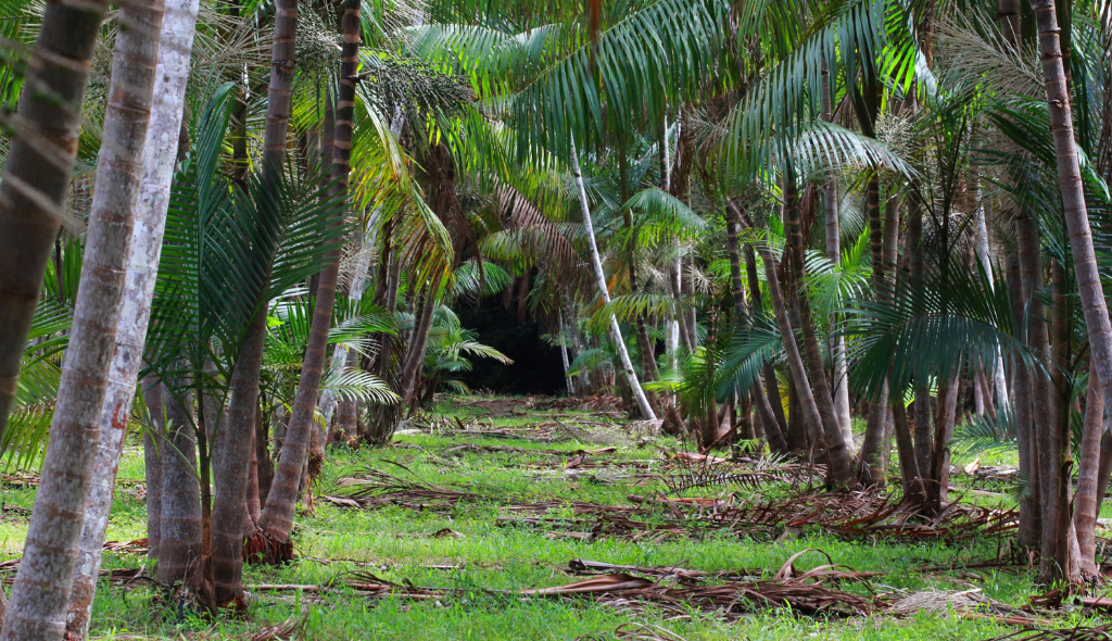 Área de plantio de BRS pai d´Égua da Embrapa. Trata-se de uma cultivar de açaizeiro plantada em área verde, com espaçamento entre elas.