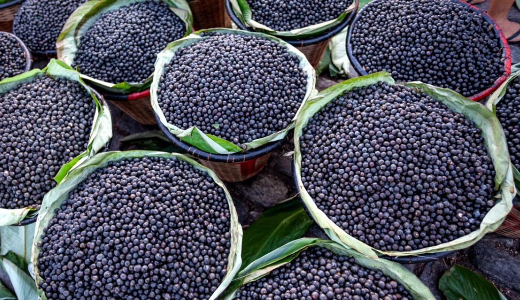 Açaí colhido e colocado cestos trançados para posterior transporte.