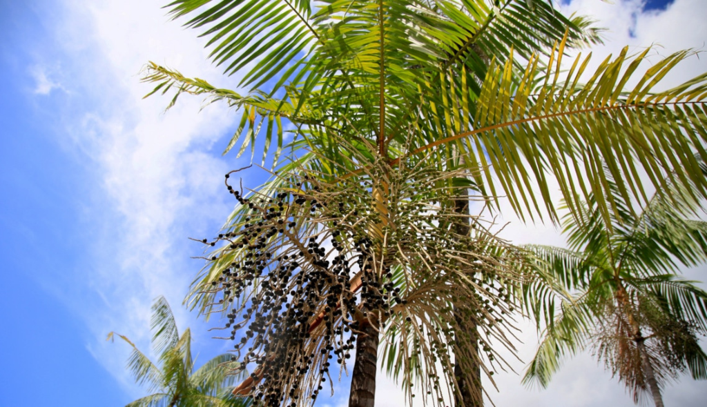 Açaizeiros vistos de baixo. Estão em destaque as folhas e frutos da árvore, com o céu ao fundo.
