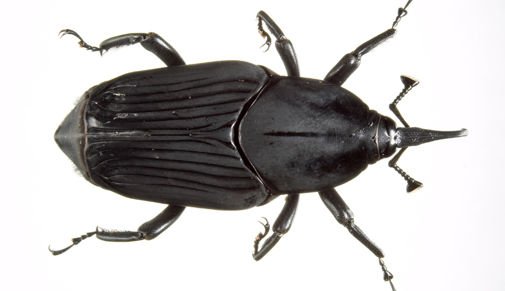 Praga chamada broca-do-coqueiro que ataca o açaizeiro. É um besouro de coloração preto-aveludada, que mede cerca 5 cm de comprimento