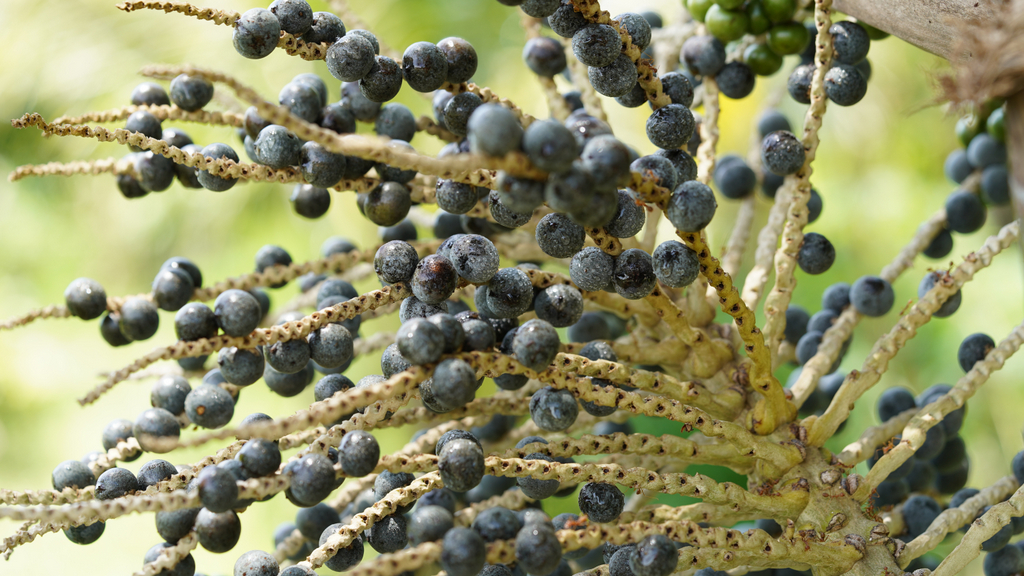 Açaí: como cultivar e os benefícios deste fruto