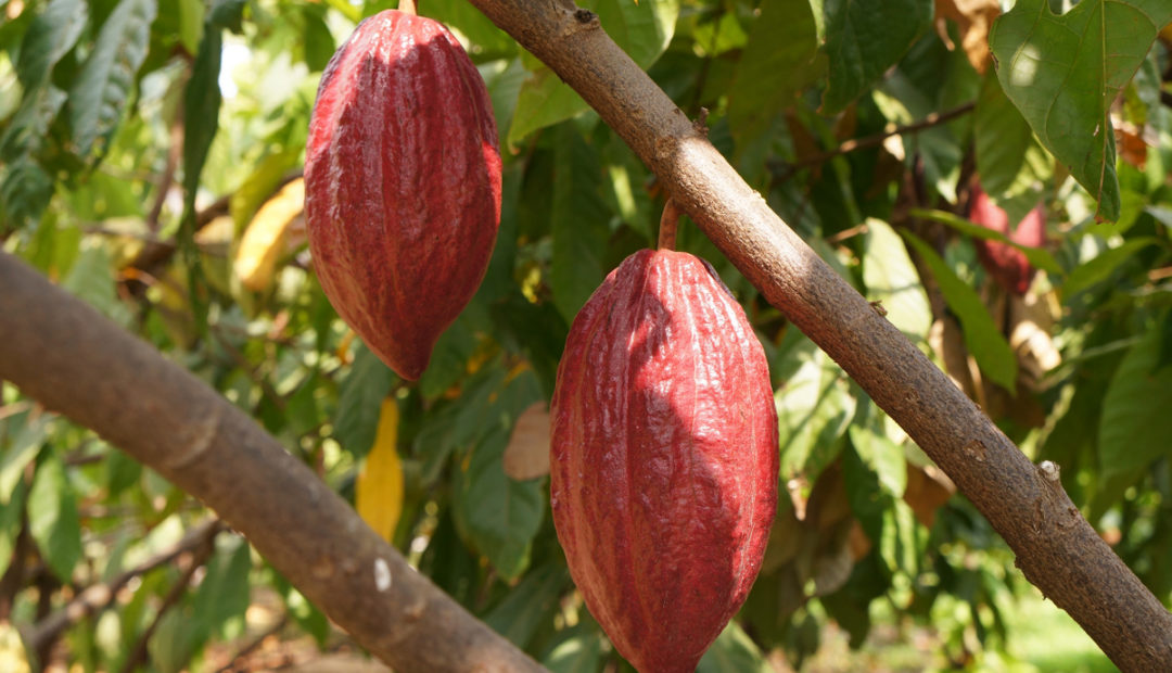 Cacau: condições ideais de cultivo e como plantar