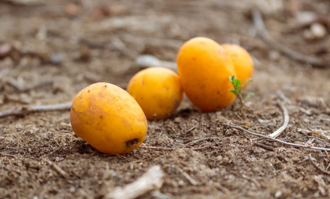 Frutos de cajá maduros caídos no solo