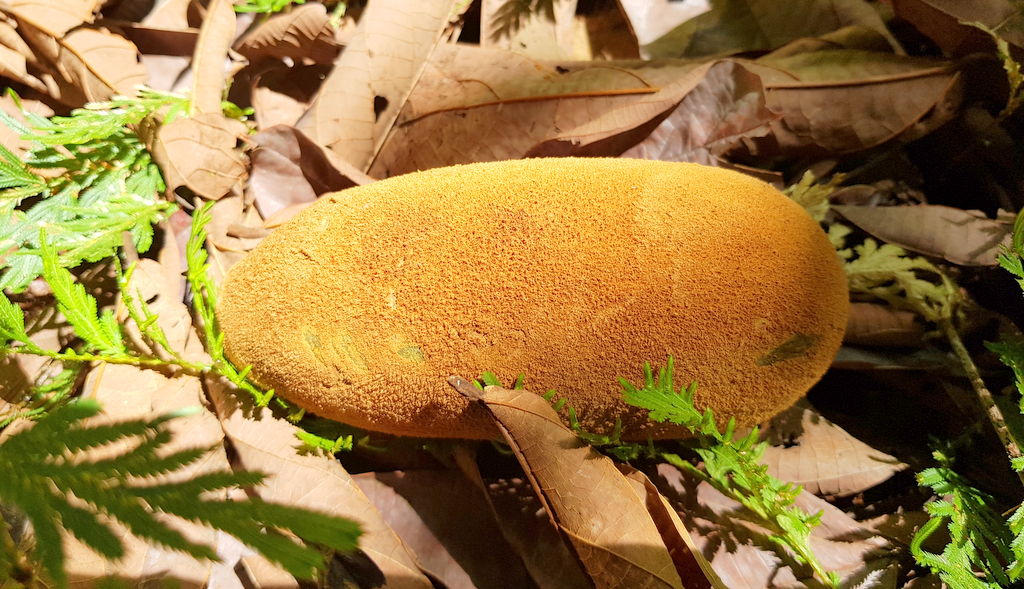 Fruto de cupuaçuzeiro no chão pronto para ser colhido. O fruto apresenta casca marrom e está sobre cobertura de folhas.