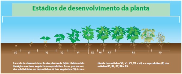 Estádios de desenvolvimento do feijoeiro