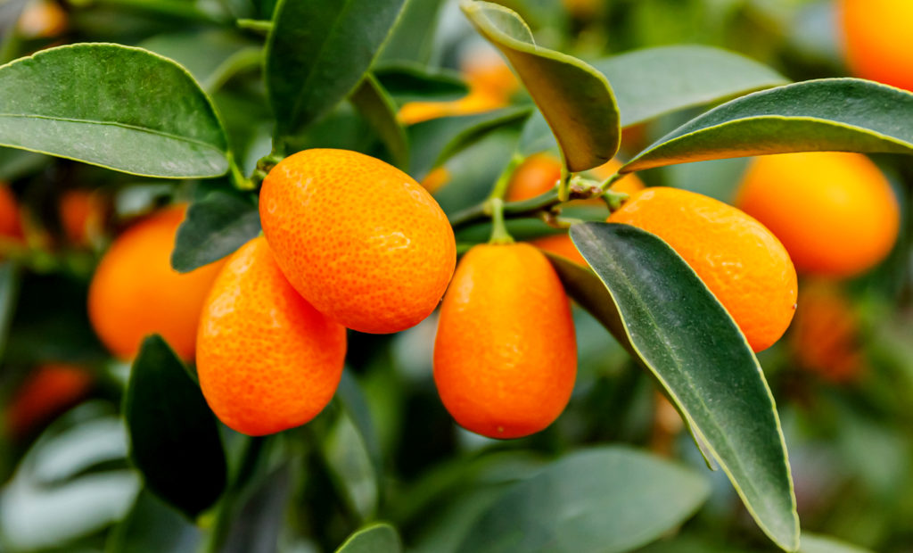 A pequena laranja kinkan é cheia de benefícios. Confira como plantá-la!