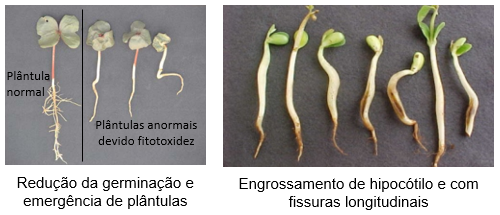 Sintomas de fitotoxicidade em plântulas