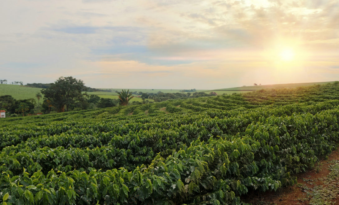 Plantação de café com sol ao fundo