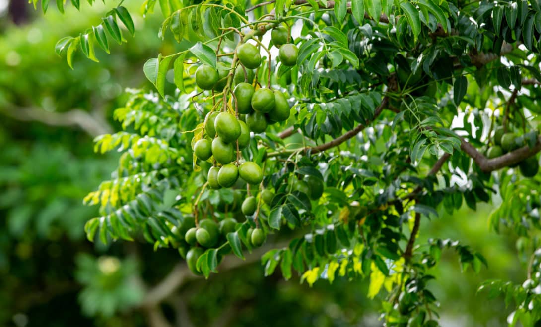 Pé de cajá carregado de frutos verdes