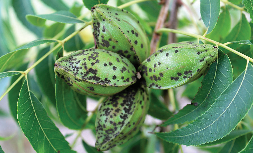 Frutos atacados por sarna