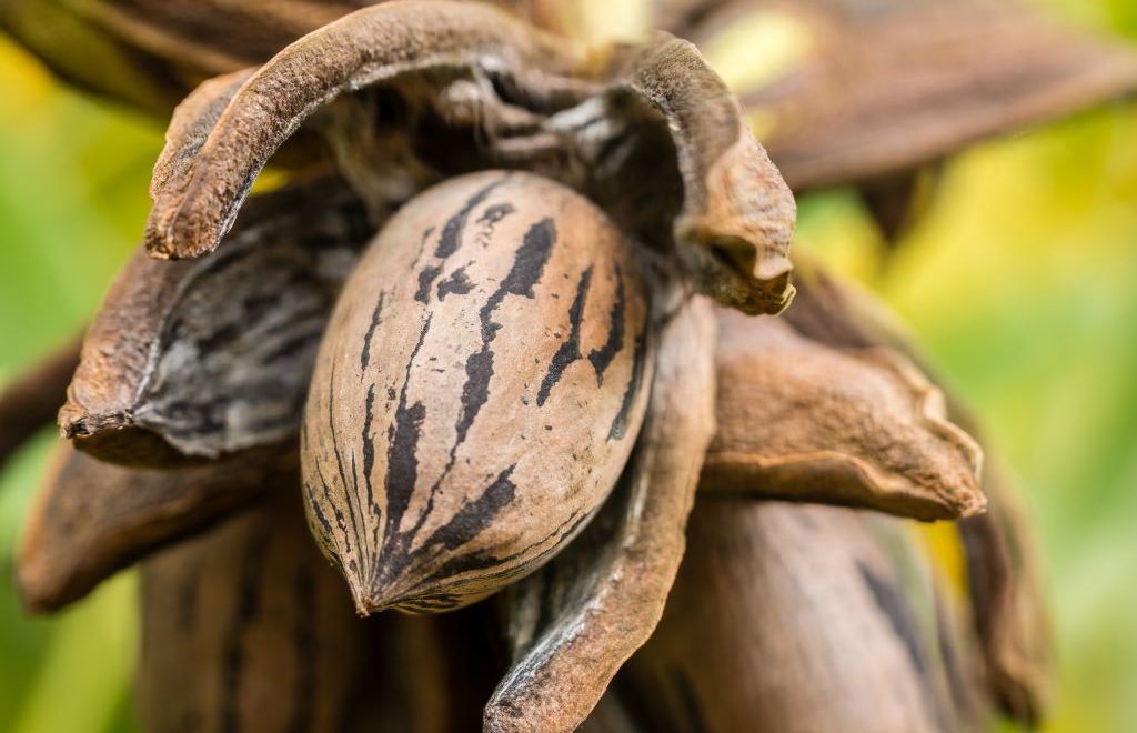 Abertura completa da cáspula de noz pecã.