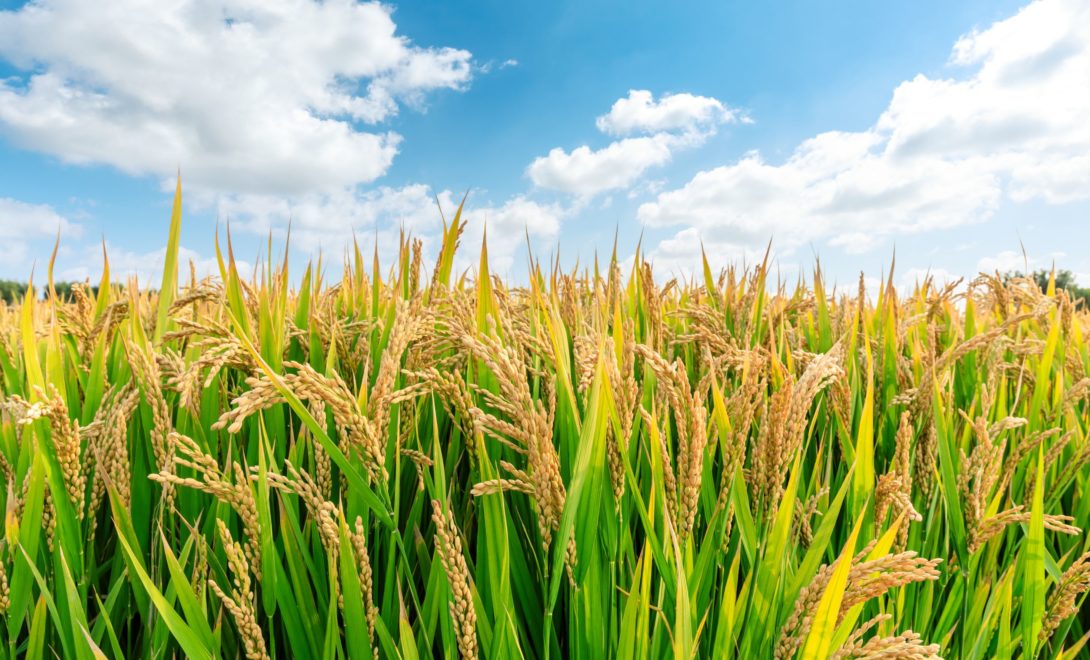 Plantação de cultura de arroz. Na foto, céu azul e plantação com folhas verdes.