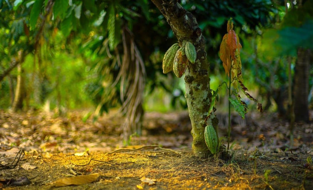 Base do caule do cacaueiro em solo com pequenos frutos verdes.
