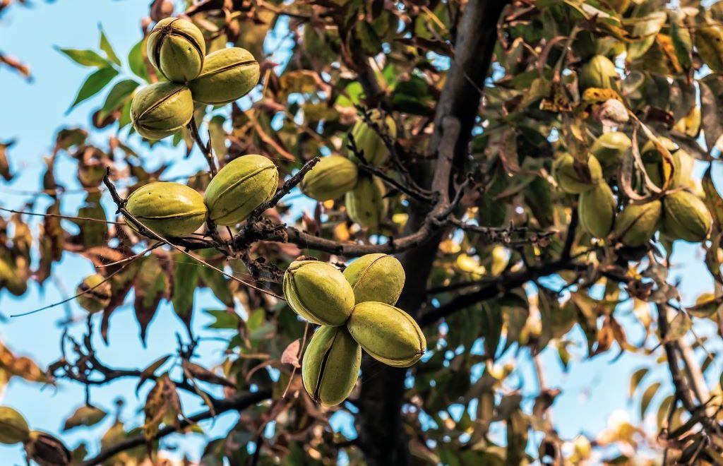 Galhos de nogueira pecã com frutos ainda verdes.