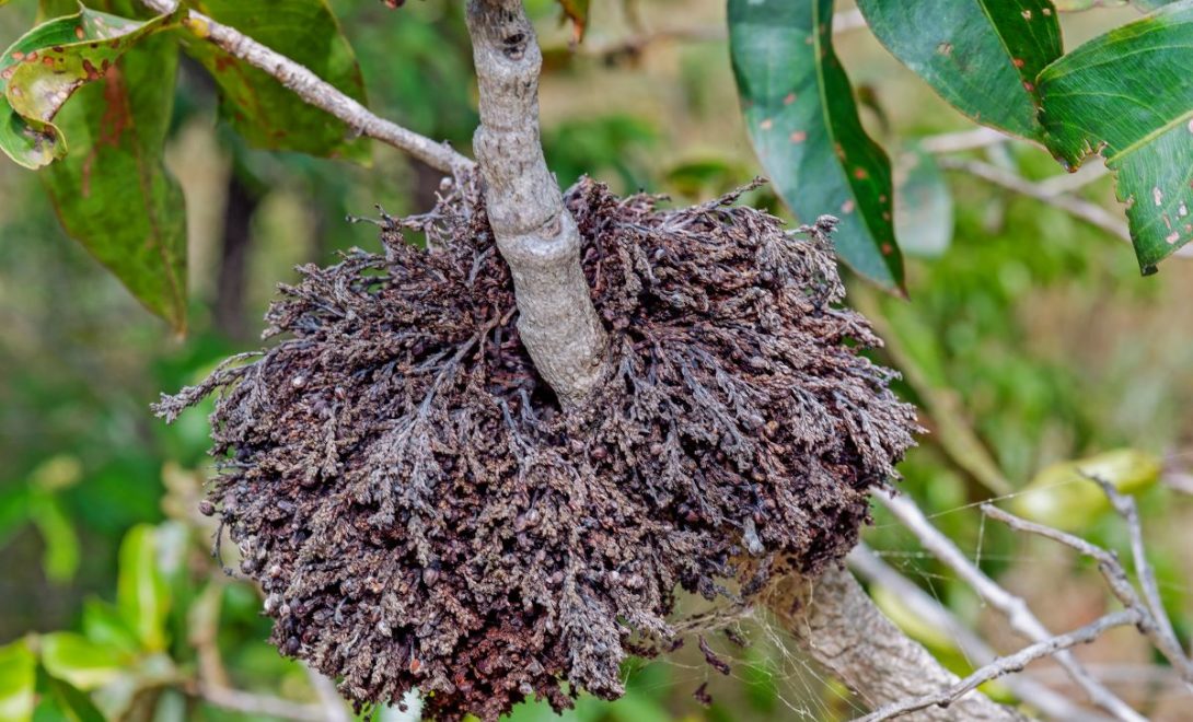 Vassoura vegetativa no cacaueiro causado pela doença fúngica bassoura-de-bruxa. 
