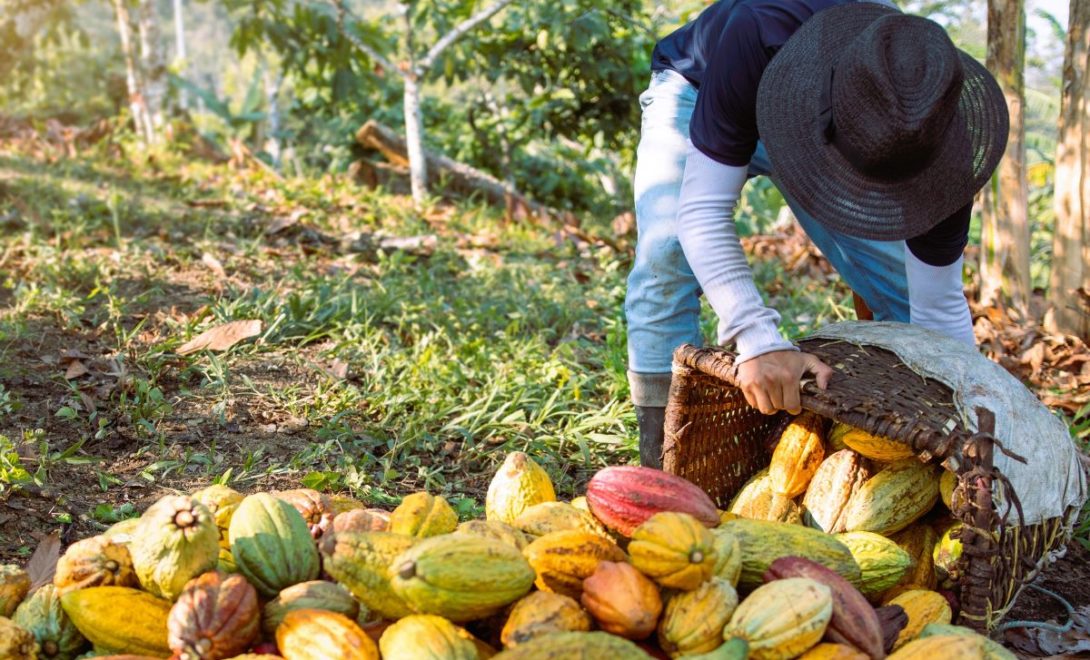 Homem despejando frutos de cacau de cores amareladas, verdes e avermelhadas no chão. O homem está abaixado e segura uma cesta.