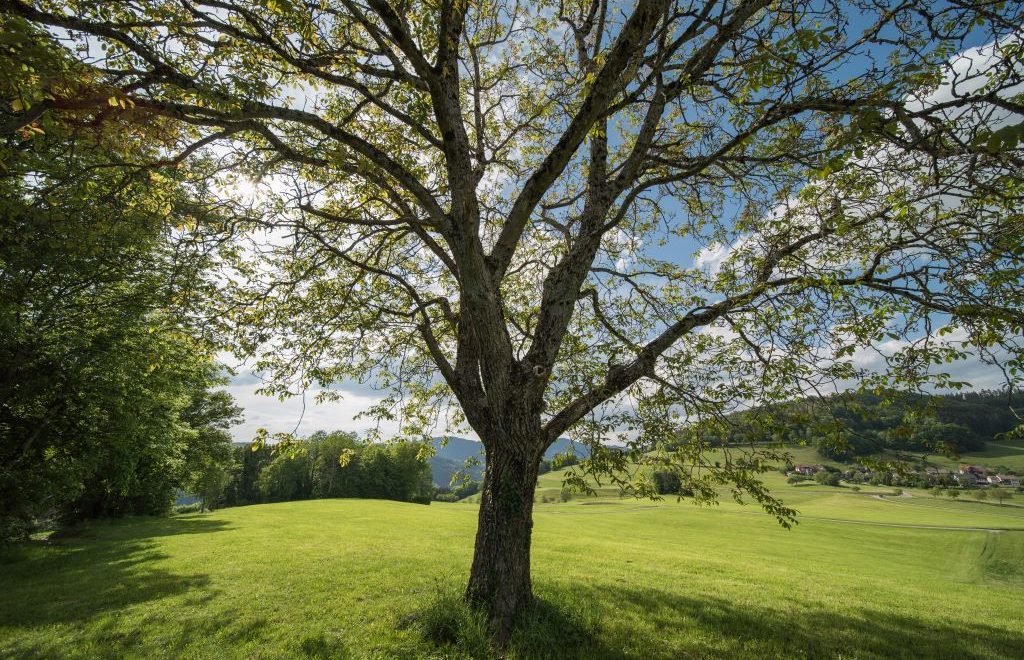 Nogueira pecã com seus galhos longos  folhas verdes em meio a campo.