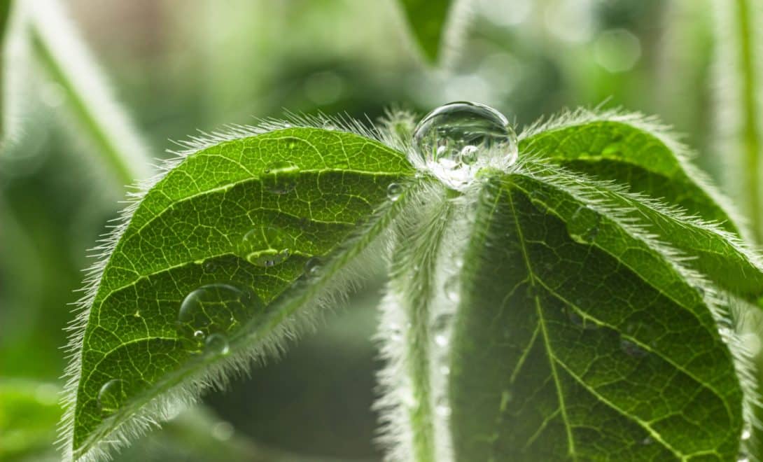 Planta com gota de água em sua superfície