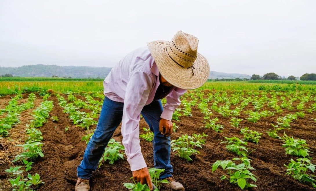 Agricultor com camisa de cor rosada, calça jeans e chapéu abaixado em plantação. Ele está com o dedo indicar direito apontando para planta.