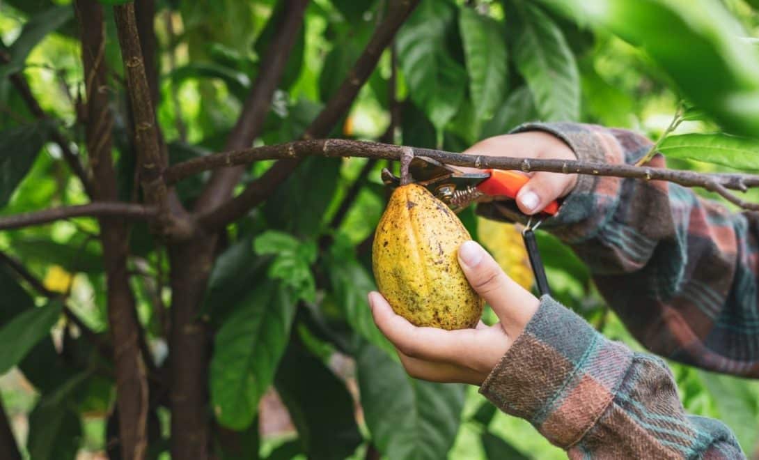 Mãos manuseando tesoura de poda para a colheita de cacau. O fruto se apresenta amarelado na imagem.