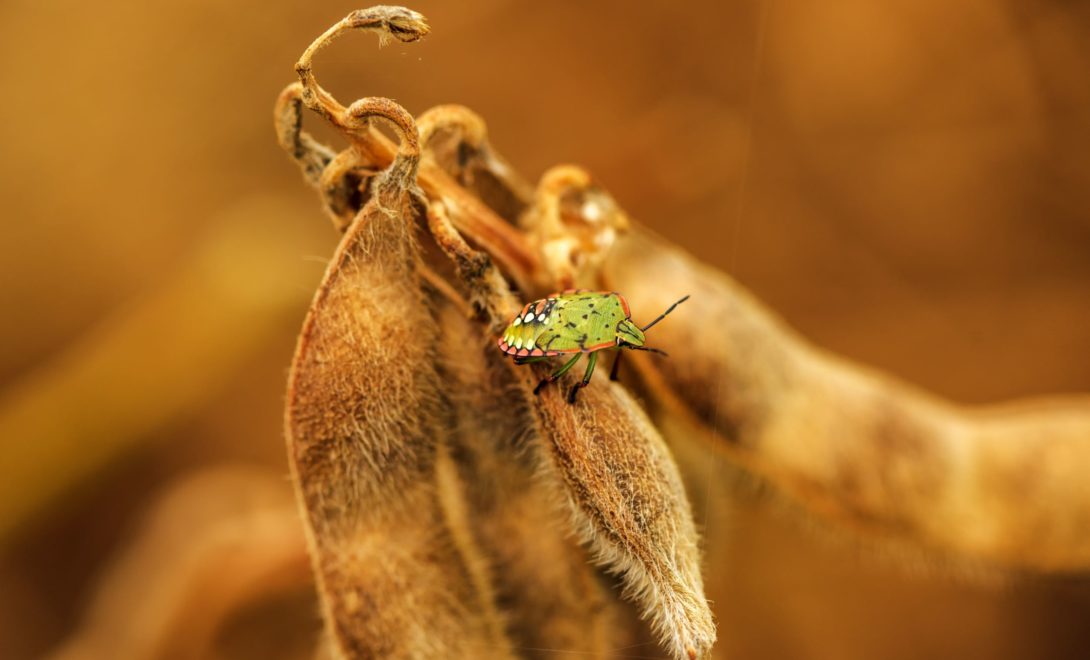 Planta de soja com percevejo de cor predominantemente verde, borda vermelha e extremidades pretas.