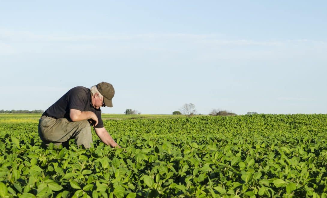 Produtor rural em meio à plantação de soja analisando a cultura